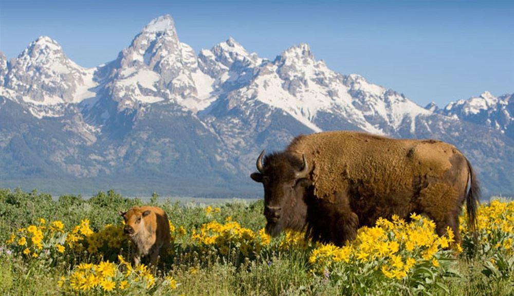 Great American West - From Denver to Yellowstone through Wyoming, North and South Dakota